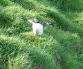 PICTURES/PUFFINS - Helmaey Island/t_Puffins (1)a.JPG